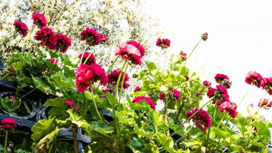 Casa Di Pietra Kabak - 14