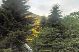AYDER CENNET DAĞ EVLERi Hotel, Ayder