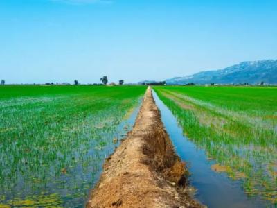 Royal Delta 41210 - 21