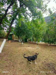 Three poplars by VL Camping - 45