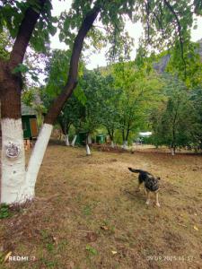 Three poplars by VL Camping - 46