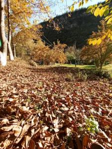 Three poplars by VL Camping - 2
