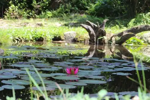 Eco-Resort Parco Botanico Fiorlago - 35