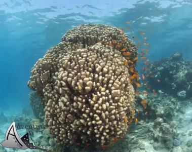 Aqaba Adventure Divers Resort & Dive Center - 15