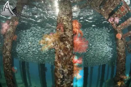 Aqaba Adventure Divers Resort & Dive Center - 18