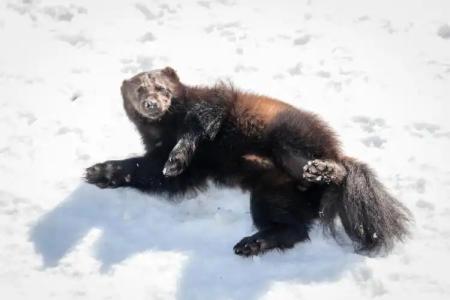 Ranua Resort Arctic Igloos - 53