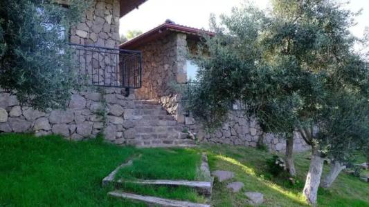 Assos Longevity - 44