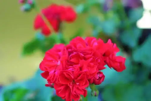 Green House - 43