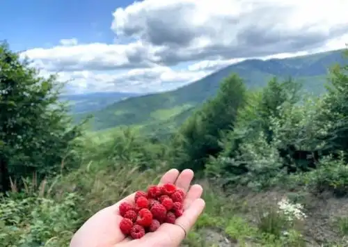 Відпочинок в Карпатах у Миколи - 19