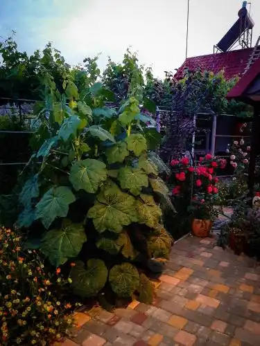 Villa Sofia - 40