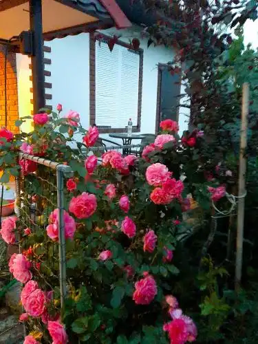 Villa Sofia - 77