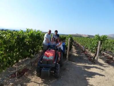 Datca Vineyard - 12