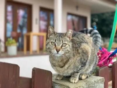 Elisa Butik Otel - 12