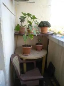 Guest House Armina - 13