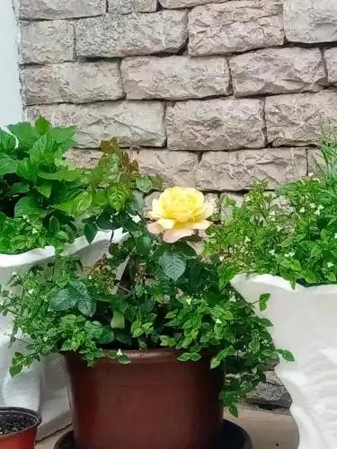 Vila Montenegro - 27