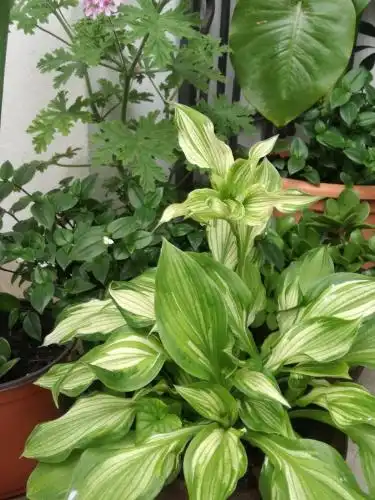 Vila Montenegro - 23