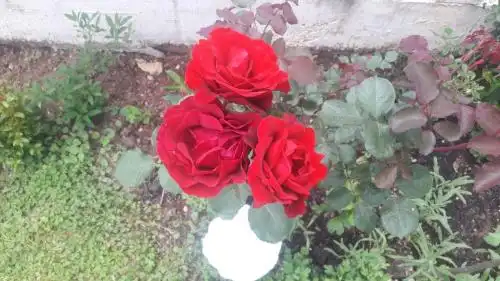 Vila Montenegro - 21