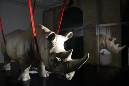 Rhinoceros - 32