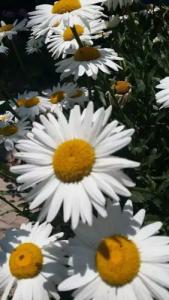 Tilemachos Rooms & Studios - 45