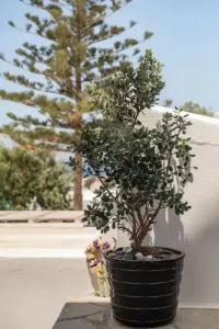 Rania Apartments Sea View - 62