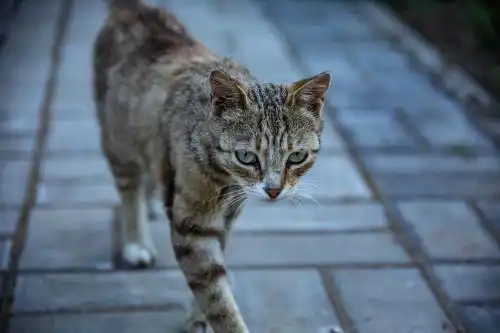 Pansionat Fortuna - 15