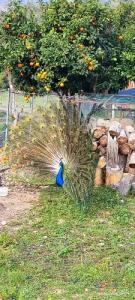 Orange Beach Camp - 60