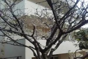 Apartmani Pedja, Denovic