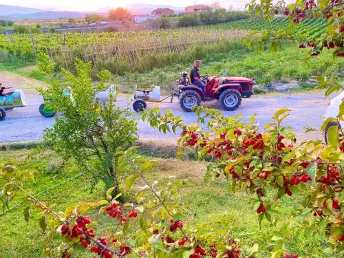 Mrizi i Zanave Agroturiz?m - 30