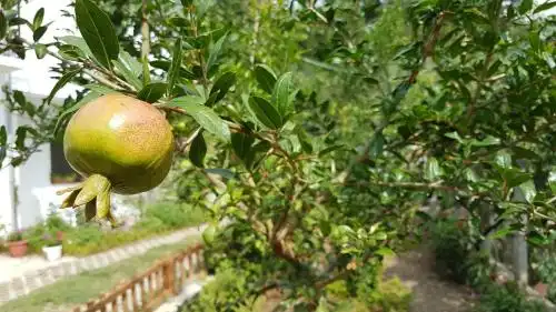 Agroturizem Marku - 87