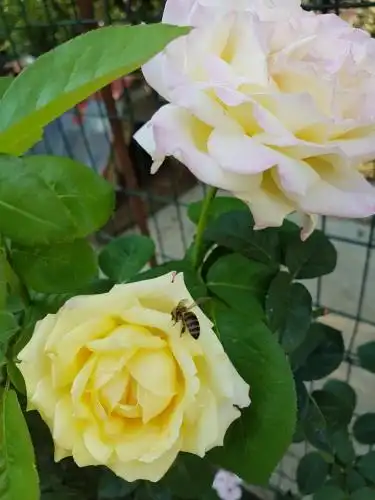 Agroturizem Marku - 95