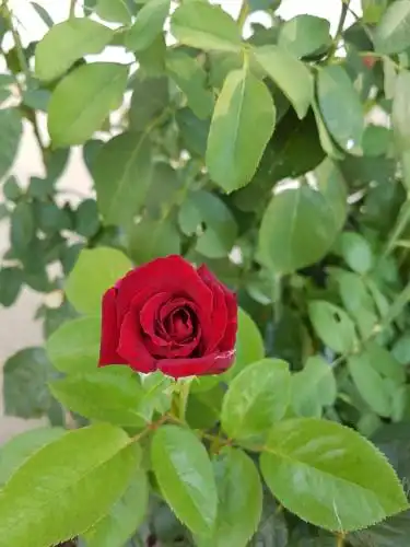 Agroturizem Marku - 96