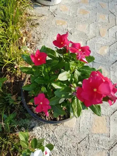 Agroturizem Marku - 97