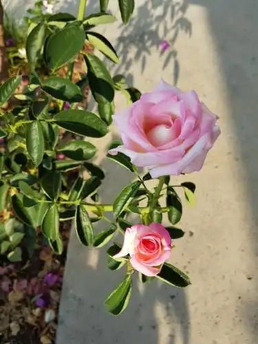 Agroturizem Marku - 98