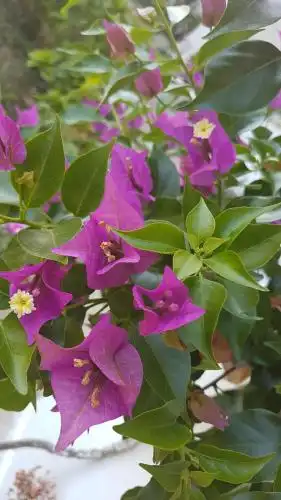 Agroturizem Marku - 101