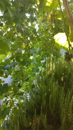 Agroturizem Marku - 105