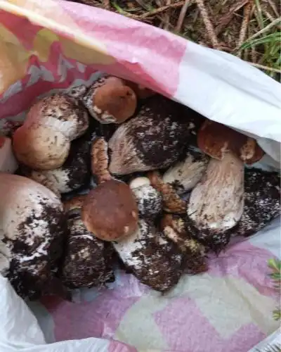 Kshcha za gosti "Krasi" - 12