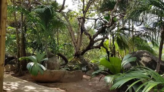 Cashew Nut Grove Chalets - 17