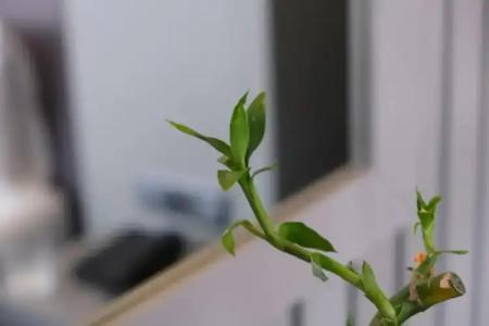 Dilens Bosphorus - 42