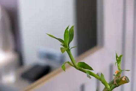 Dilens Bosphorus - 24