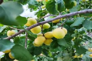 Vanand Guest House, Gyumri