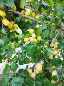 Vanand Guest House - 30