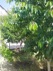 Vanand Guest House - 11