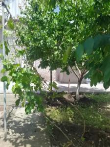 Vanand Guest House - 2