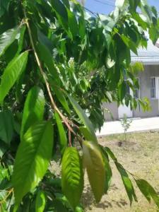 Vanand Guest House - 38