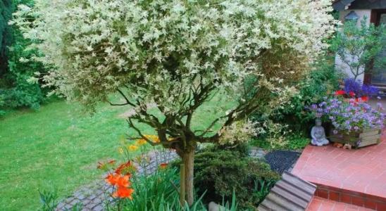 Alt Rodenkirchen - 10