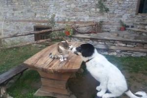 Guest House Vesko & Suzi, Kovacevica