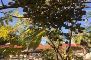 Utopia Lodge Hotel, Kayakoey