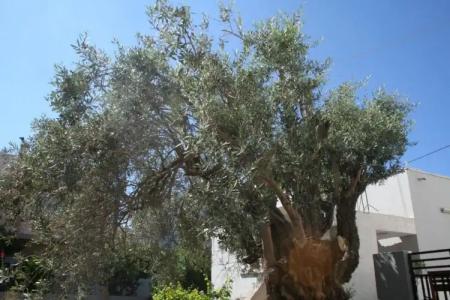 Pantheon Deluxe Apartments - 41