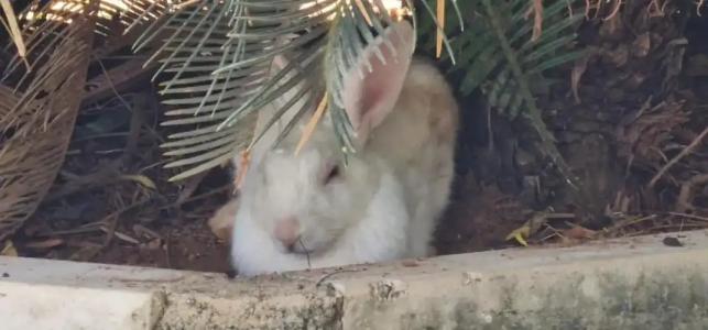 Lucky Beach Resort - 32