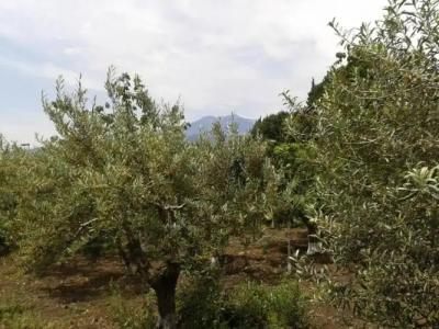 Villa Etna - 21